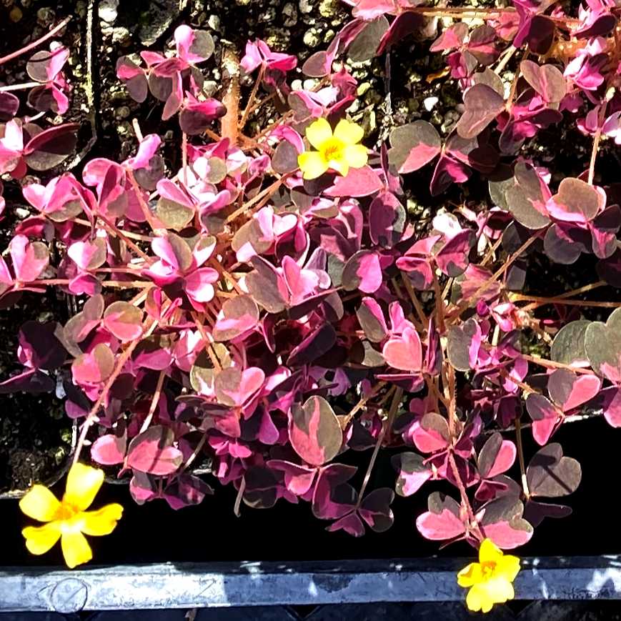 Image of Oxalis spiralis ssp. vulcanicola 'Plum Crazy'