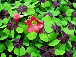 Image of Oxalis deppei 'Iron Cross'