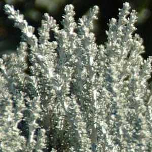 Image of Ozothamnus leptophyllus 'Silver Cape' PP19,992