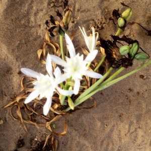 Image of Pancratium maritimum