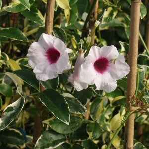 Image of Pandorea jasminoides 'Variegata'