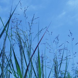 Image of Panicum virgatum 'Heavy Metal'