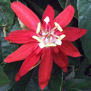 Image of Passiflora 'Scarlet Flame'