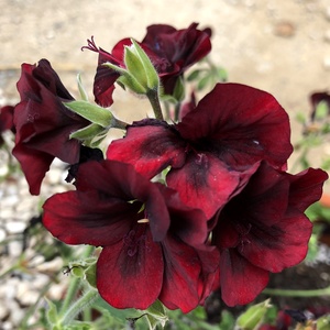 Image of Pelargonium 'Lily'