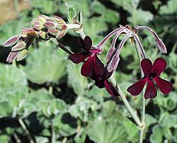 Image of Pelargonium x sidoides 'Burgundy'