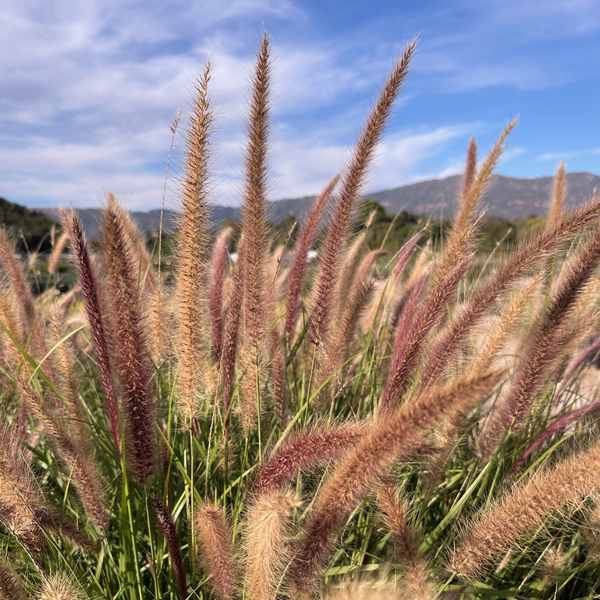 Image of Pennisetum x advena