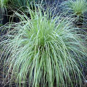 Image of Pennisetum alopecuroides PennStripe ['PAV300'] PP 21,693