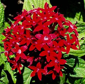 Image of Pentas lanceolata 'Red'