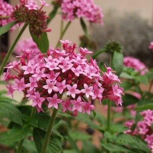 Image of Pentas lanceolata 'Nova'