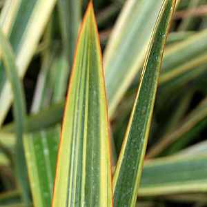 Image of Phormium 'Golden Ray'