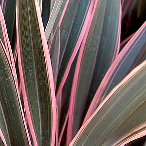 Image of Phormium 'Pink Stripe'