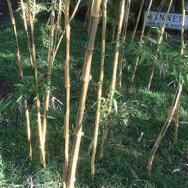 Image of Phyllostachys bambusoides 'Castillon'