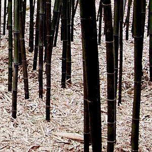 Image of Phyllostachys nigra