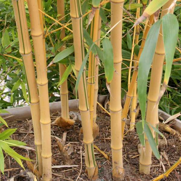 Image of Phyllostachys vivax 'Aureocaulis'