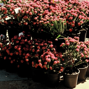 Image of Pimelea ferruginea 'Bonne Petite'