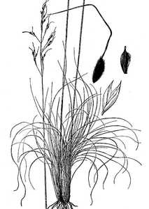 Image of Piptochaetium fimbriatum