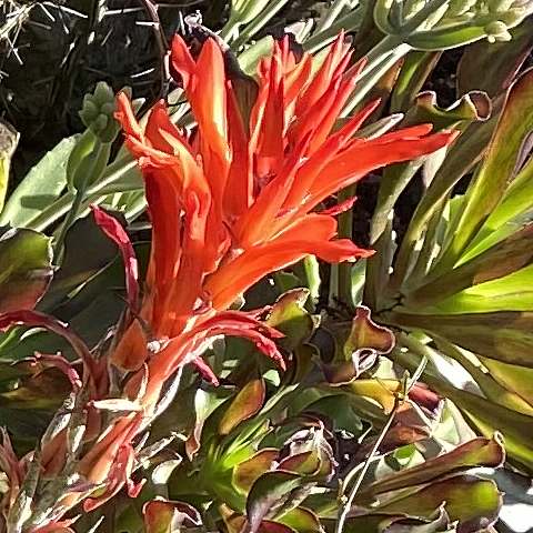 Image of Pitcairnia flammea