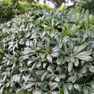 Image of Pittosporum tobira 'Wheeler's Dwarf'