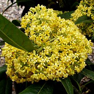 Image of Pittosporum napaulense