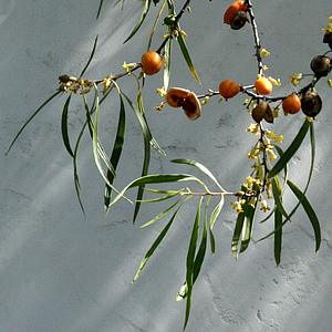 Image of Pittosporum angustifolium