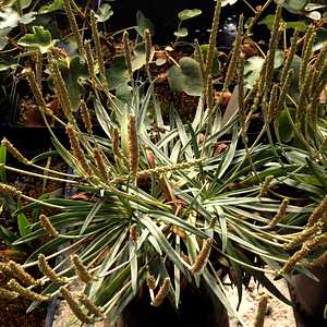 Image of Plantago maritima