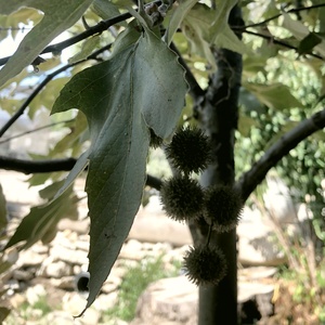 Image of Platanus racemosa 'Witness Tree'