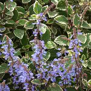 Image of Plectranthus Blue Yonder ['Limplep1'] PP16,975