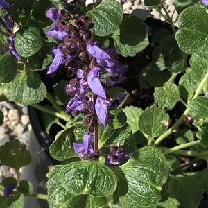 Image of Plectranthus lanuginosus