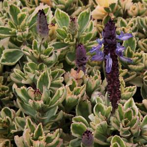 Image of Plectranthus neochilus 'Mike's Fuzzy Wuzzy'