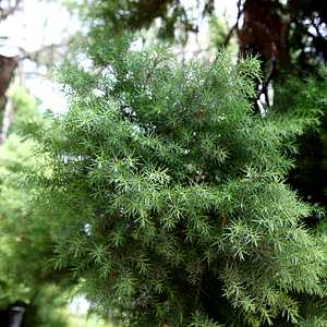 Image of Podocarpus totara