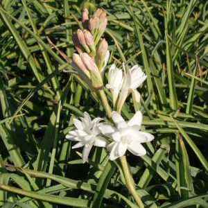 Image of Polianthes tuberosa