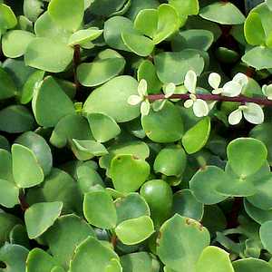 Image of Portulacaria afra forma macrophylla