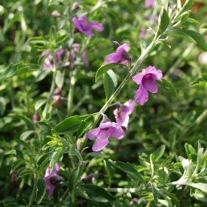 Image of Prostanthera ovalifolia