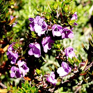 Image of Prostanthera phylicifolia