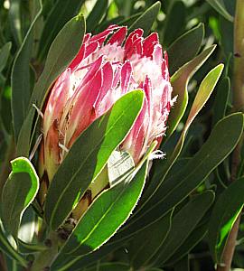 Image of Protea 'Pink Ice'