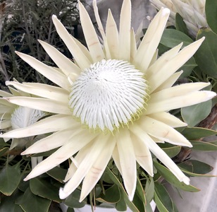 Image of Protea cynaroides 'Arctic Ice'