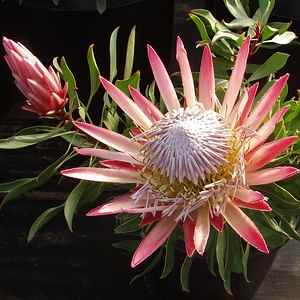 Image of Protea cynaroides 'Mini King'