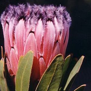 Image of Protea neriifolia 'Late Mink'