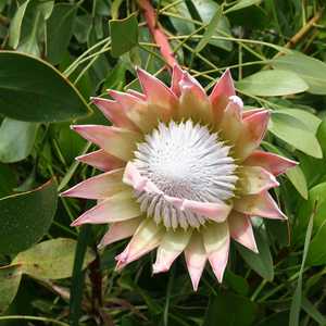 Image of Protea cynaroides