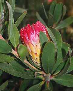 Image of Protea obtusifolia