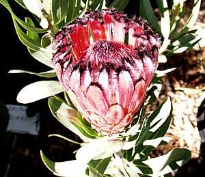 Image of Protea laurifolia 'Rose Mink'