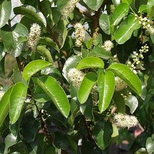Image of Prunus ilicifolia ssp lyonii