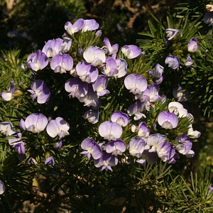 Image of Psoralea pinnata
