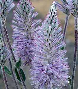 Image of Ptilotus exaltatus 'Platinum Wallaby'