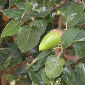 Image of Quercus agrifolia