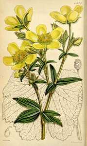 Image of Ranunculus cortusifolius