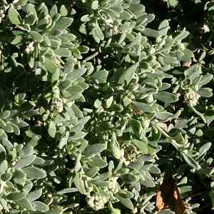Image of Rhagodia spinescens