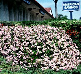 Image of Rhaphiolepis indica 'Pink Lady'