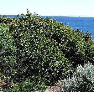 Image of Rhus integrifolia