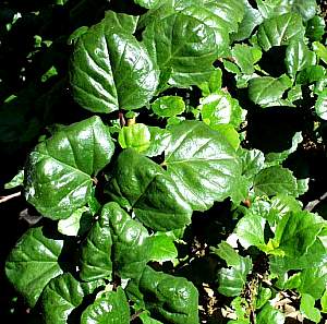 Image of Ribes viburnifolium 'Spooner's Mesa'